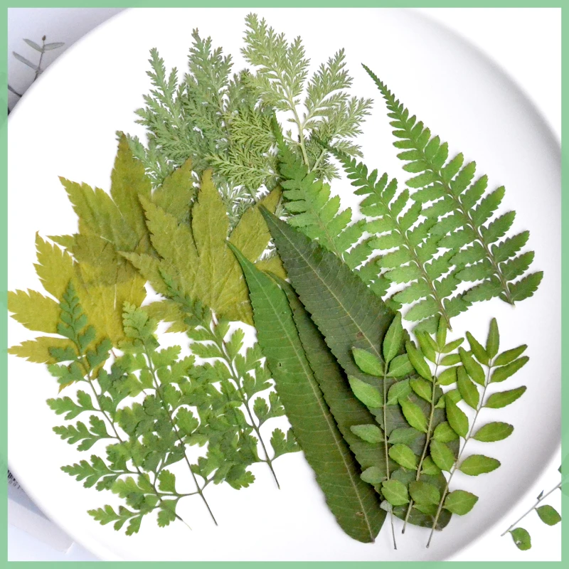 Photo Frame Baby - 18Pcs/Bag Nature Pressed Leaf Mix-Real Dry