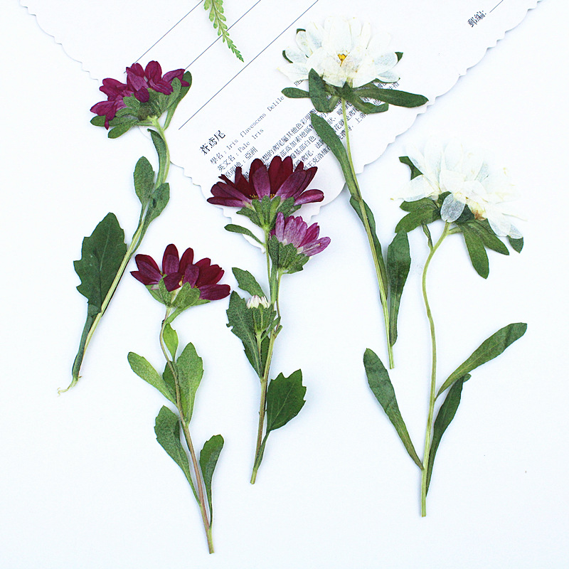 Photo Frame Baby - 24pcs,Mini Chrysanthemum Pressed Dried Flowers for
