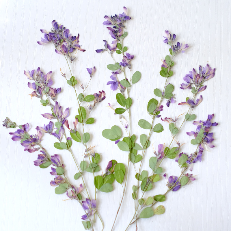 6pcs,nature Lespedeza Formosa  - огляд і ціна Photo Frame Baby