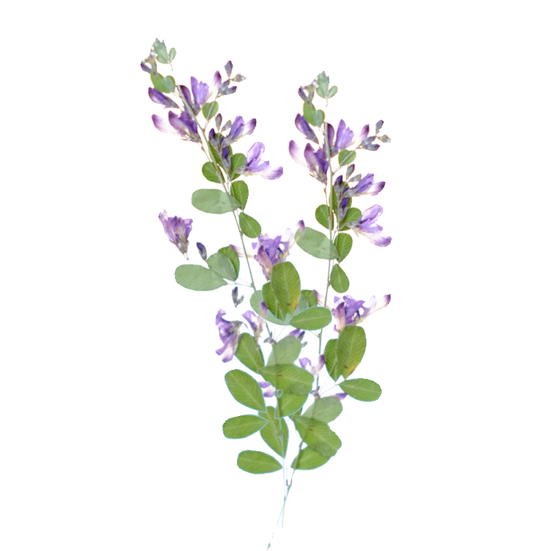 6pcs,nature Lespedeza Formosa  - огляд і ціна Photo Frame Baby