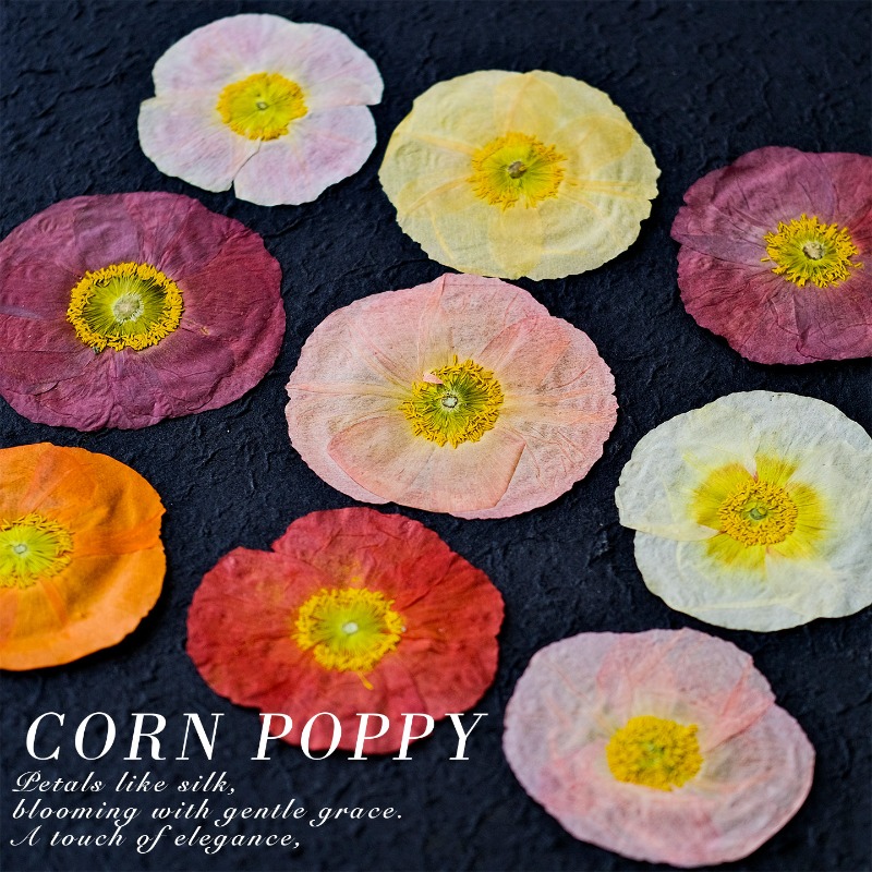 1pcs,Nature Field Poppy Presse - огляд і ціна Photo Frame Baby