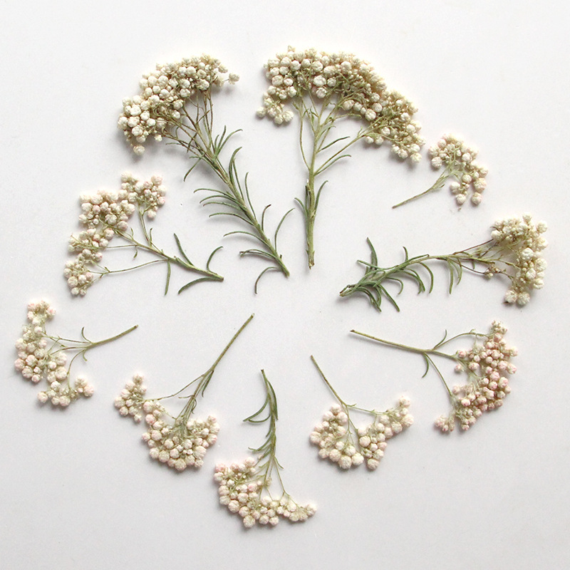 12pcs, Nature Millet Flower Br - огляд і ціна Photo Frame Baby
