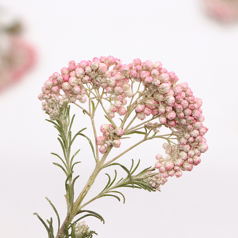 12pcs, Nature Millet Flower Br - огляд і ціна Photo Frame Baby