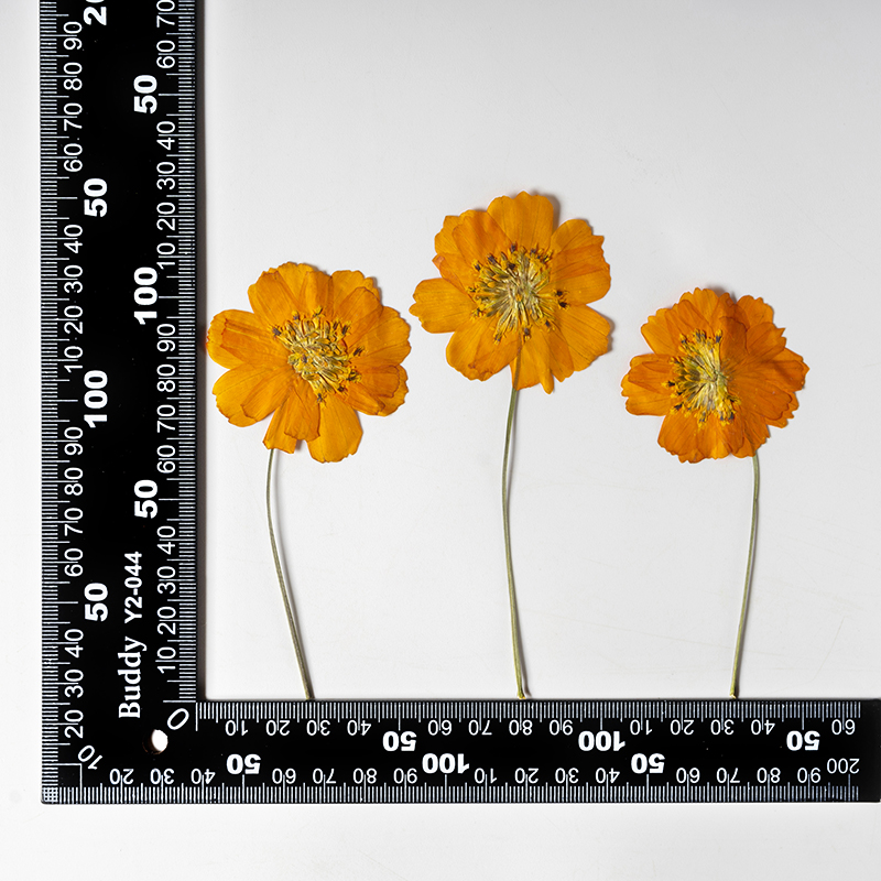 8-10cm/24pcs,Nature Pressed Co - огляд і ціна Photo Frame Baby