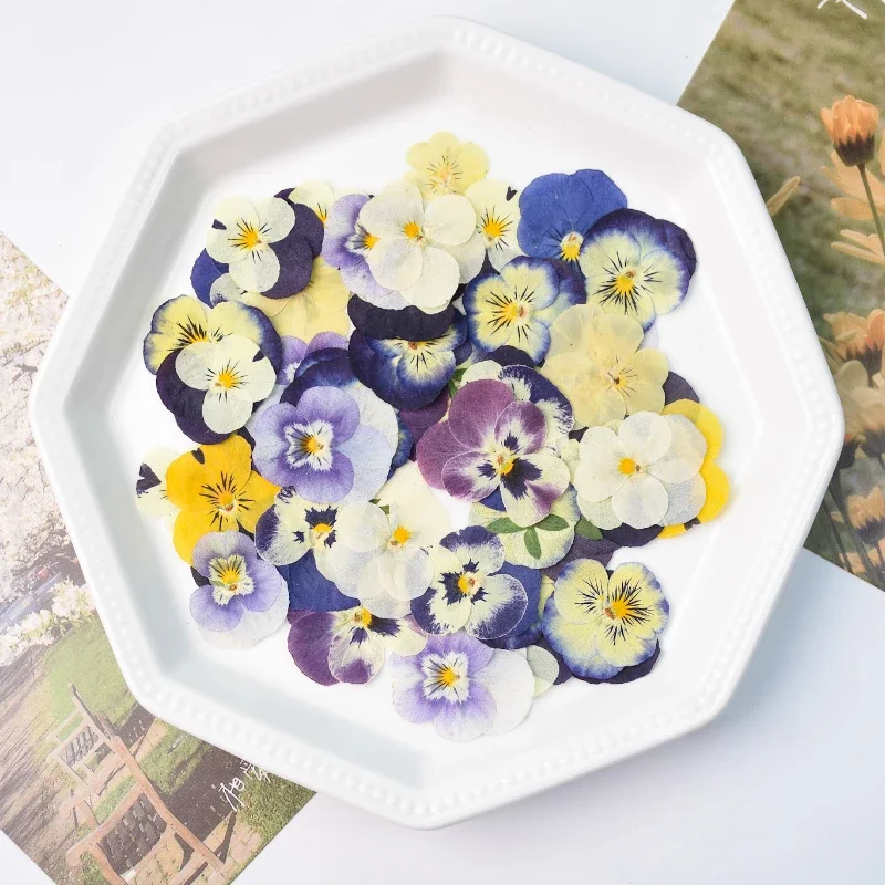 50PCS/2-4cm,Pressed Pansy Flow - огляд і ціна Photo Frame Baby