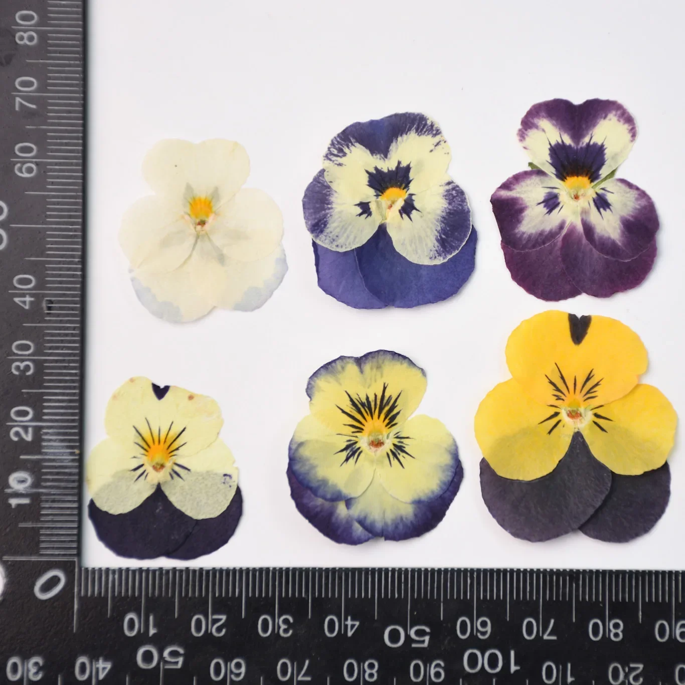 50PCS/2-4cm,Pressed Pansy Flow - огляд і ціна Photo Frame Baby