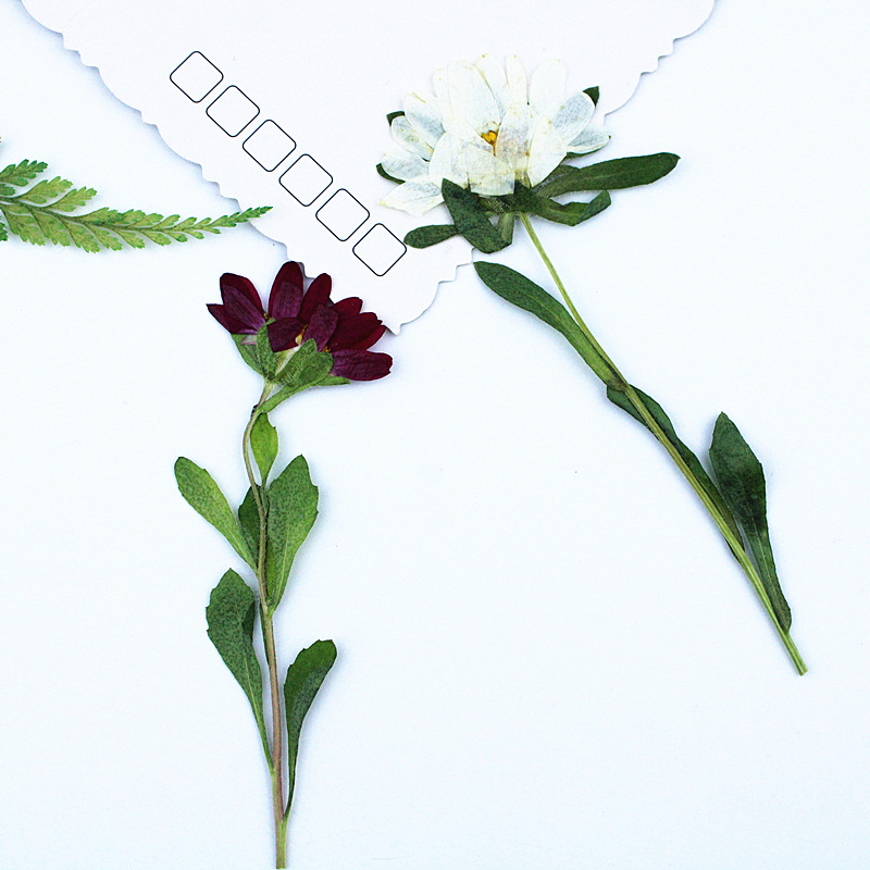 24pcs,Mini Chrysanthemum Press - огляд і ціна Photo Frame Baby