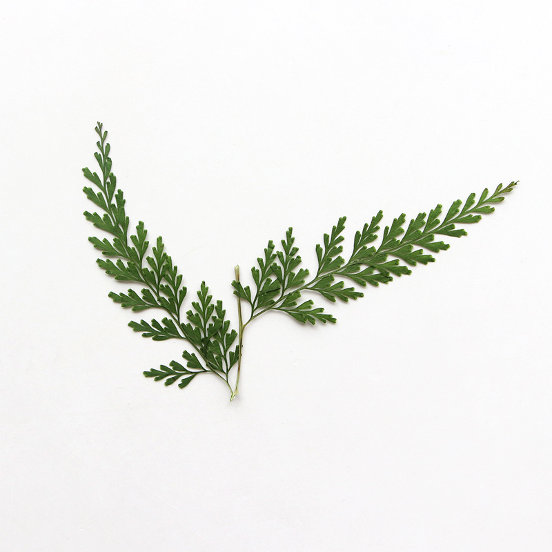 Nature Pressed Fern Branches,d - огляд і ціна Photo Frame Baby