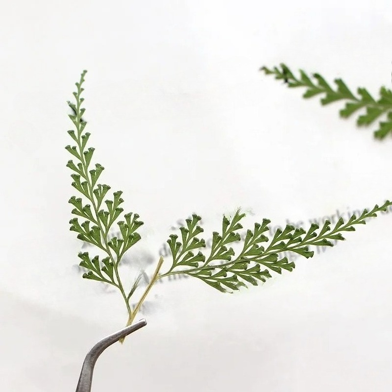 Nature Pressed Fern Branches,d - огляд і ціна Photo Frame Baby
